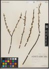 Foto von Salix petiolaris Sm.